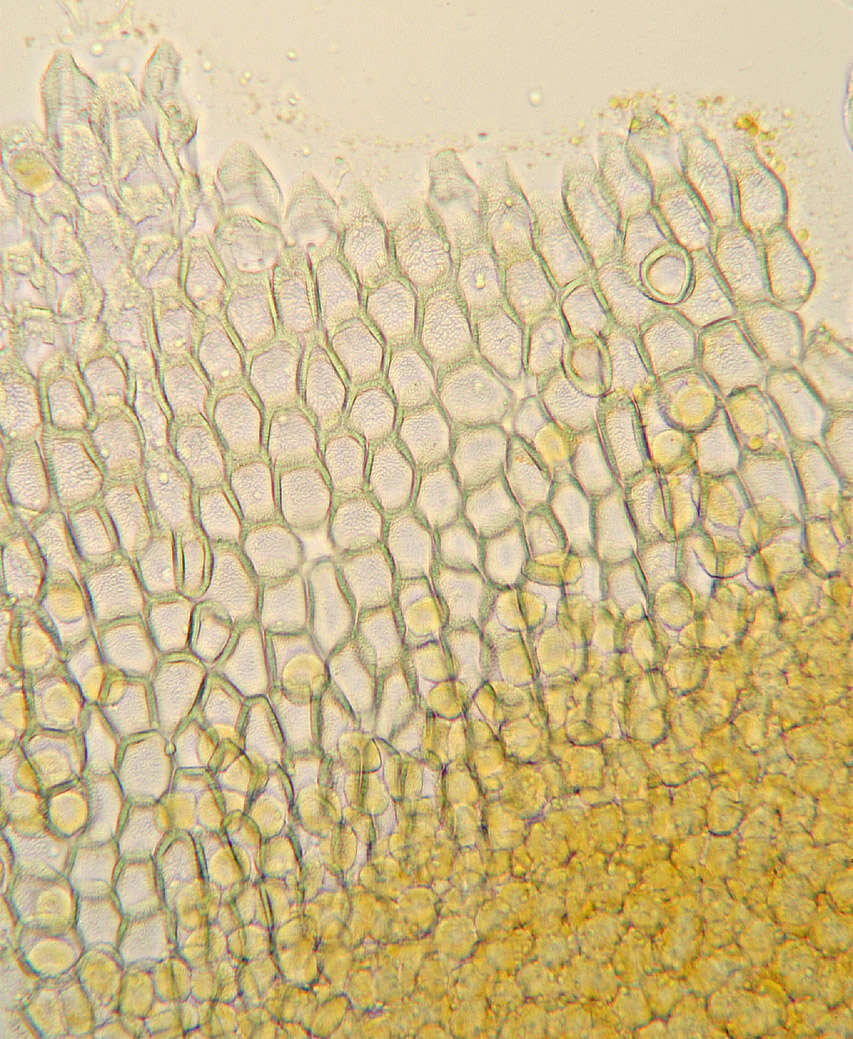 Imagem de Puccinia albescens Grev. 1889