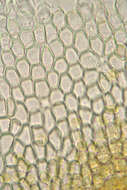 Puccinia albescens Grev. 1889的圖片