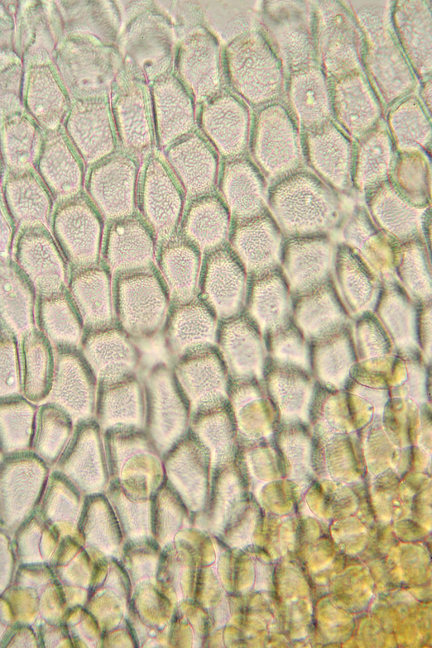 Puccinia albescens Grev. 1889的圖片