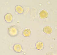 Imagem de Puccinia albescens Grev. 1889