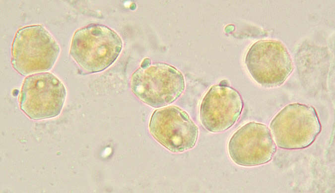 Puccinia albescens Grev. 1889的圖片