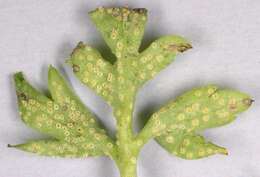 Imagem de Puccinia albescens Grev. 1889