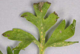 Puccinia albescens Grev. 1889的圖片