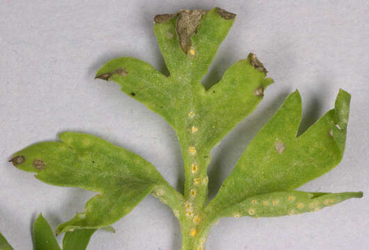 Imagem de Puccinia albescens Grev. 1889