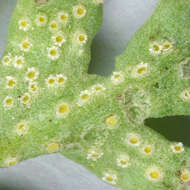 Imagem de Puccinia albescens Grev. 1889