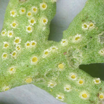 Sivun Puccinia albescens Grev. 1889 kuva