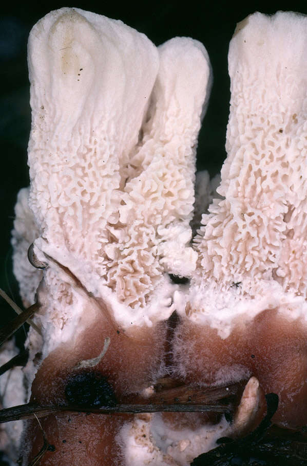 Image of Abortiporus