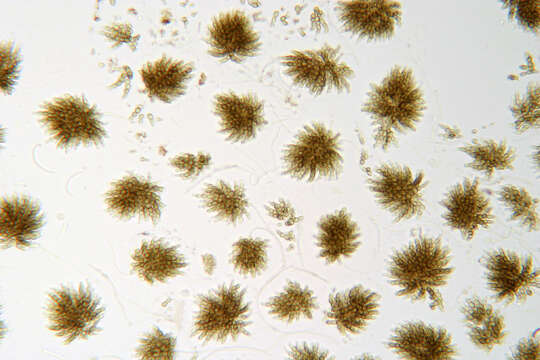 Image of Cheirospora botryospora (Mont.) Berk. & Broome 1850