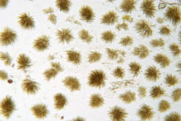 Image of Cheirospora