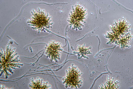 Image of Cheirospora botryospora (Mont.) Berk. & Broome 1850