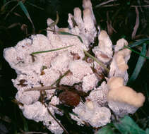 Image of Abortiporus