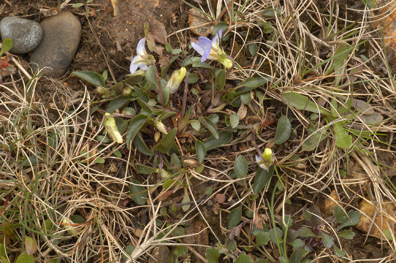 Image of dog violet