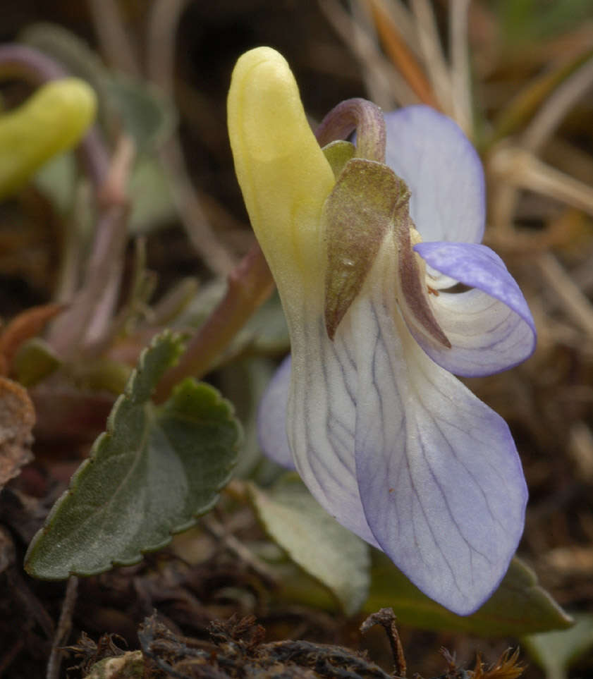 Image of dog violet