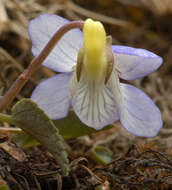 Image of dog violet