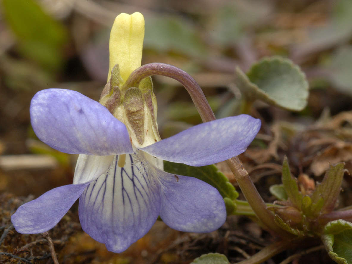 Image of dog violet