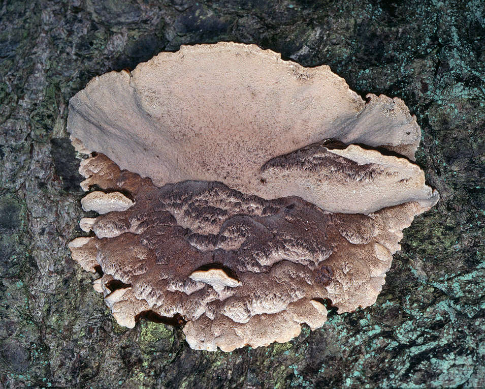 Image of Ischnoderma benzoinum (Wahlenb.) P. Karst. 1881