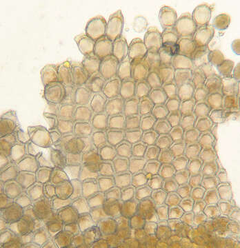 Plancia ëd Puccinia caricina DC. 1815