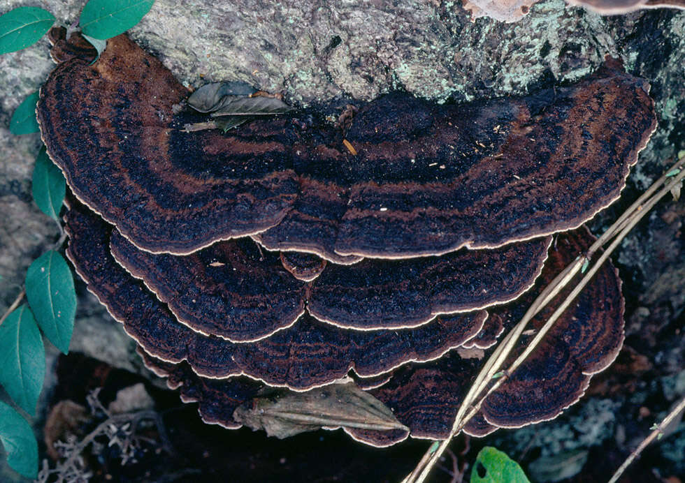 Image of Ischnoderma benzoinum (Wahlenb.) P. Karst. 1881