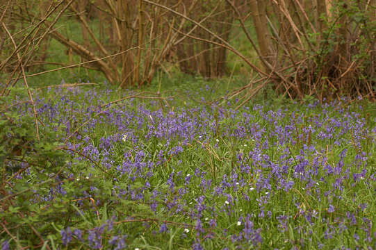 Image of Common Bluebell