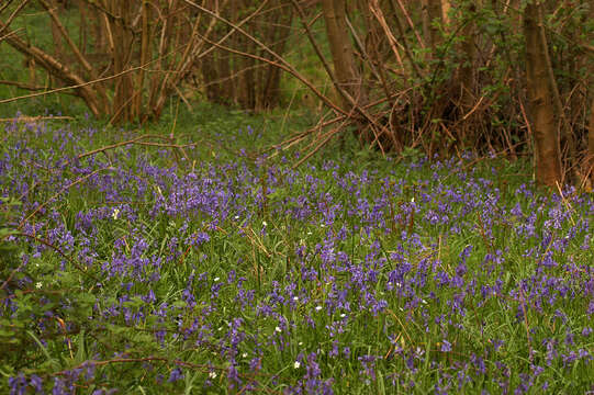 Image of Common Bluebell