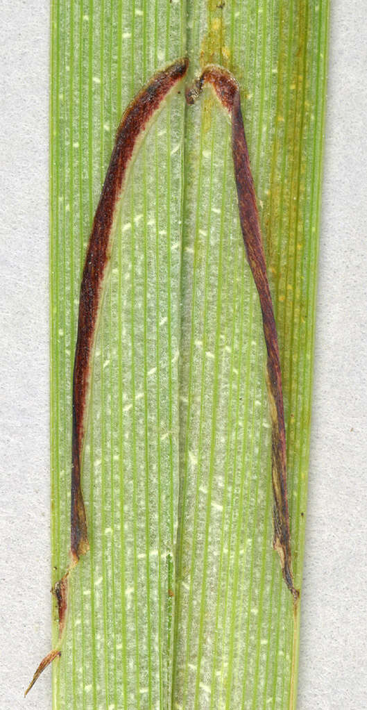 Image of Greater Pond-Sedge