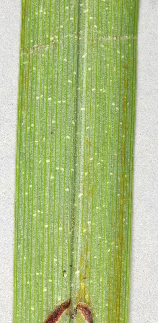 Image of Greater Pond-Sedge