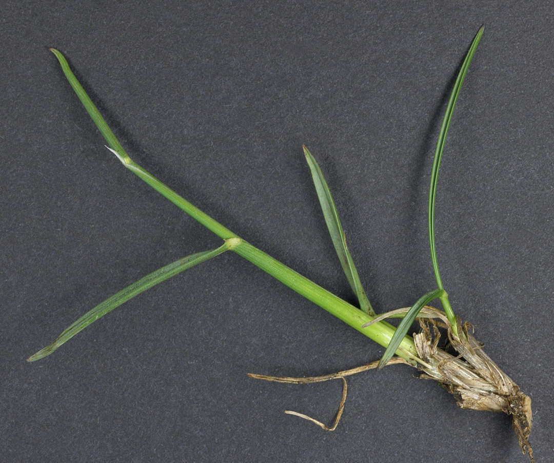 Plancia ëd Helictochloa pratensis (L.) Romero Zarco