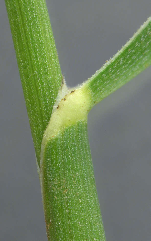 Plancia ëd Helictochloa pratensis (L.) Romero Zarco