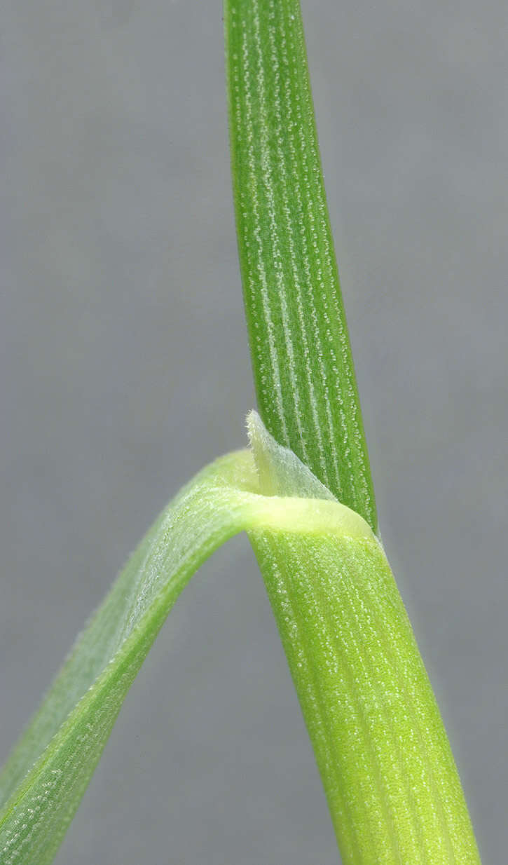 Plancia ëd Helictochloa pratensis (L.) Romero Zarco