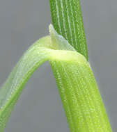 Plancia ëd Helictochloa pratensis (L.) Romero Zarco