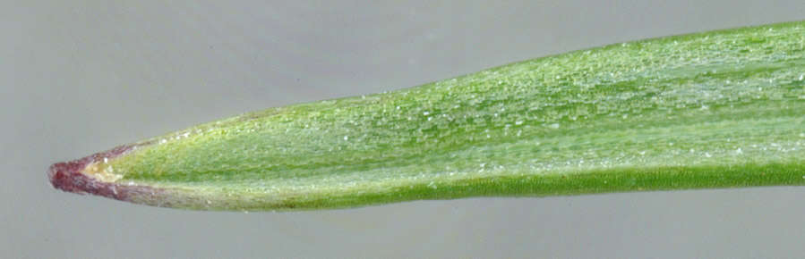 Plancia ëd Helictochloa pratensis (L.) Romero Zarco