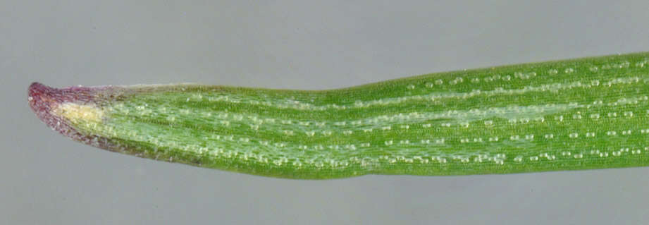 Plancia ëd Helictochloa pratensis (L.) Romero Zarco