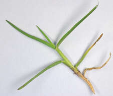 Image of oatgrass