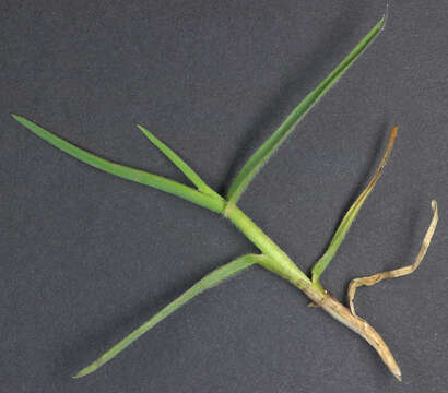 Image of oatgrass