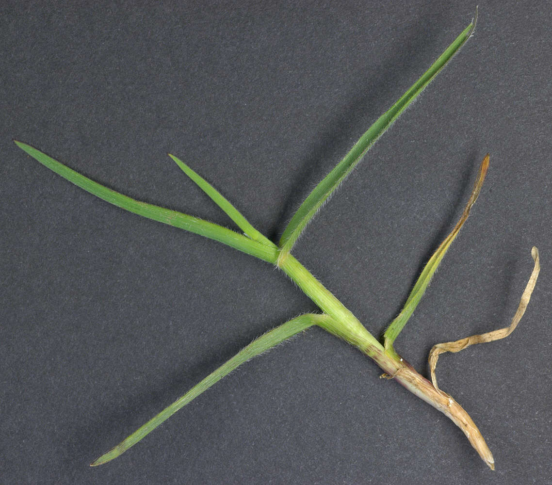 Image of oatgrass