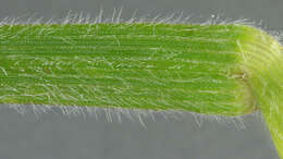 Image of oatgrass