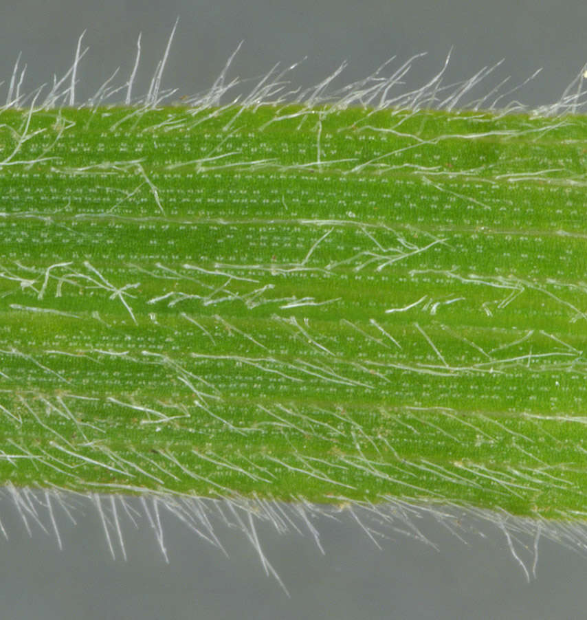 Image of oatgrass