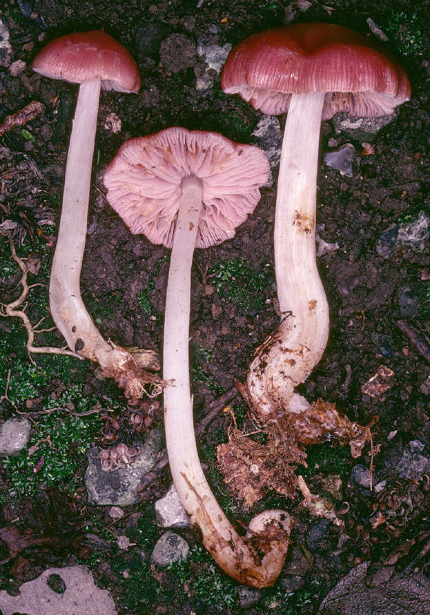 Image of Mycena rosea Gramberg 1912