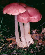 Image of Mycena rosea Gramberg 1912