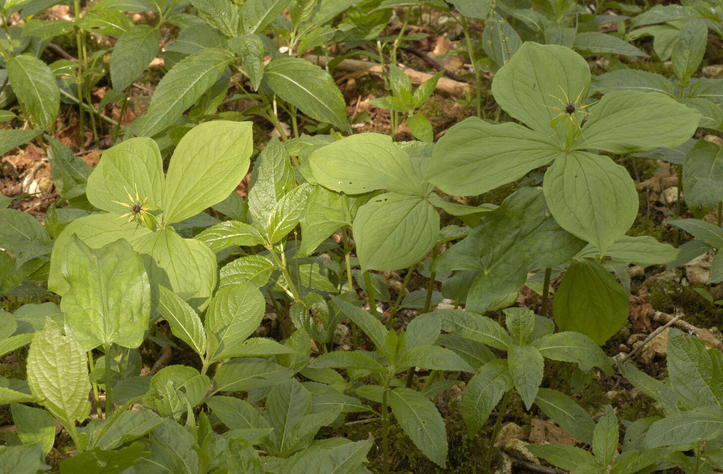 Image of herb Paris