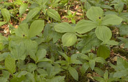 Image of herb Paris