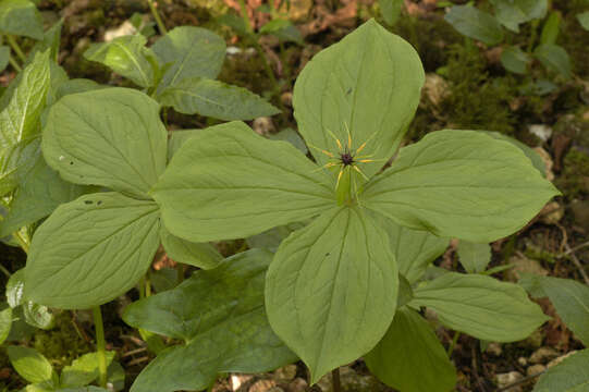 Image of herb Paris