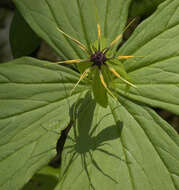 Image of herb Paris