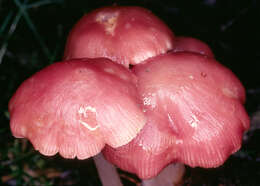 Image of Mycena rosea Gramberg 1912