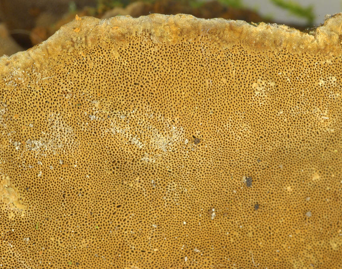 Image of Phylloporia ribis (Schumach.) Ryvarden 1978