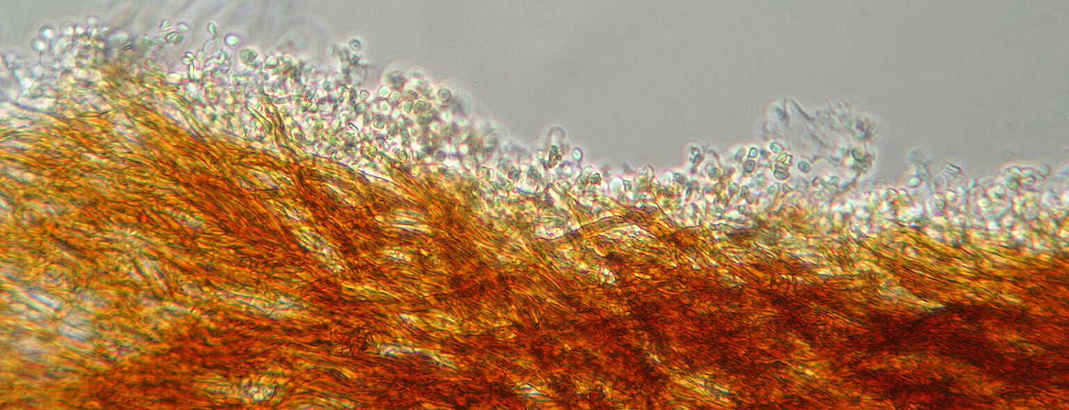 Image of Phylloporia ribis (Schumach.) Ryvarden 1978