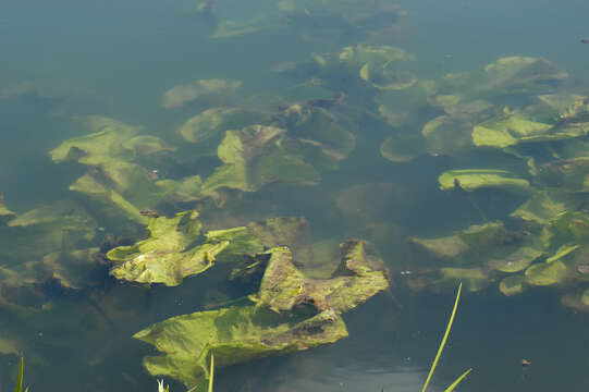 Image of Yellow Water-lily