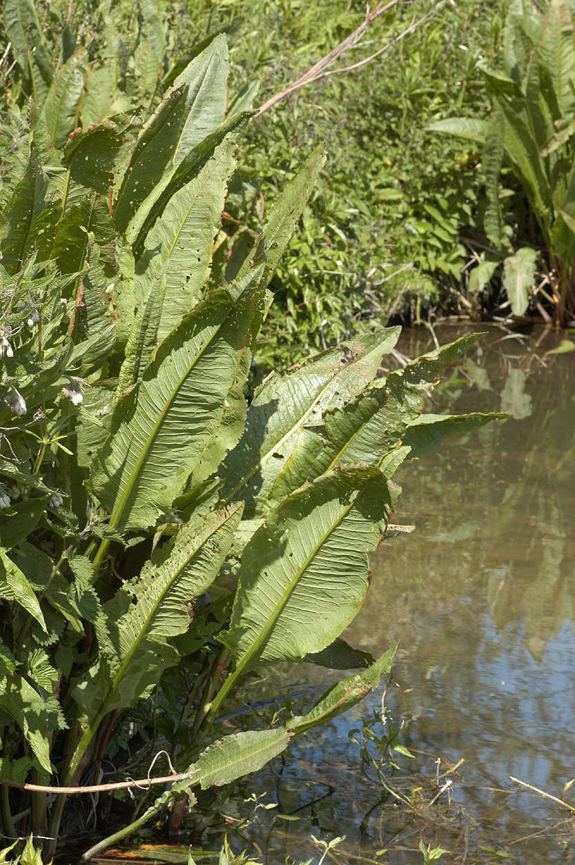 Image of Water Dock