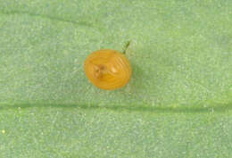 Image of Phytomyza minuscula Goureau 1851