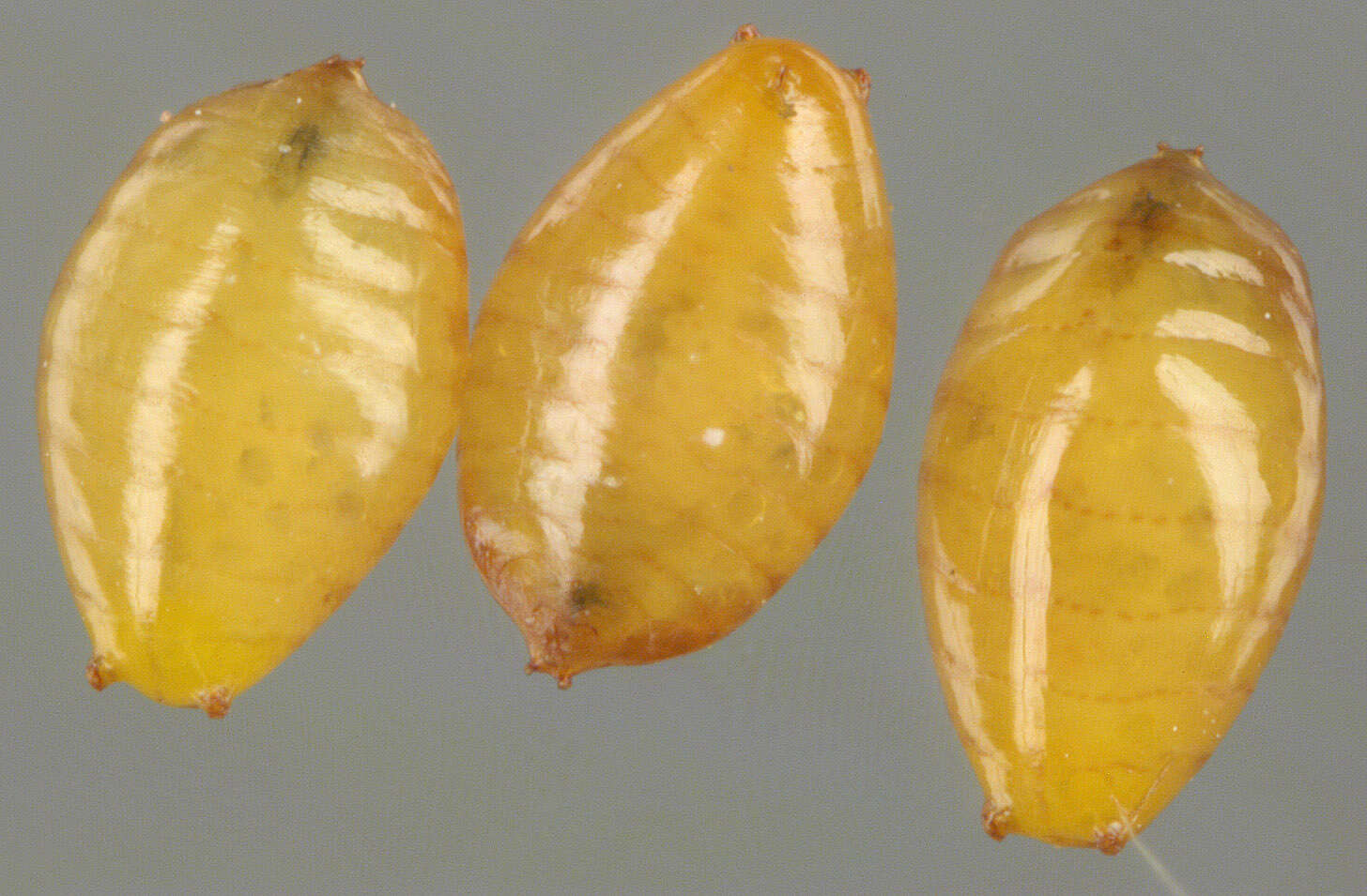 Image of Phytomyza minuscula Goureau 1851